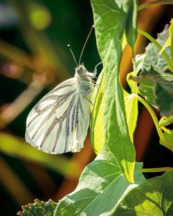 Butterfly pollinating flower