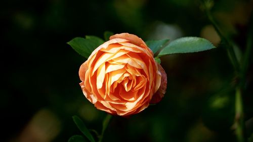 Close-up of rose bud