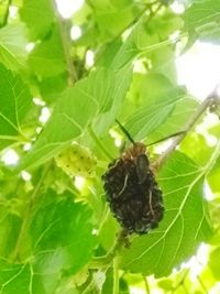 Close-up of insect on plant