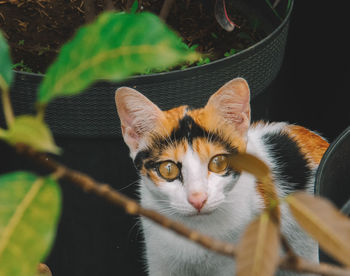 Portrait of cat by plant