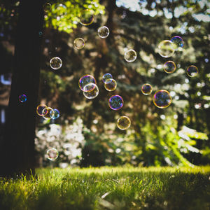 Close-up of bubbles in field