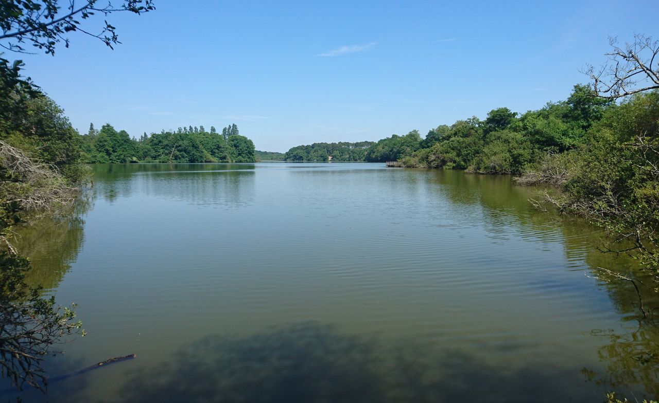 tree, water, reflection, tranquility, tranquil scene, lake, scenics, beauty in nature, clear sky, nature, waterfront, growth, sky, blue, idyllic, calm, standing water, no people, river, outdoors