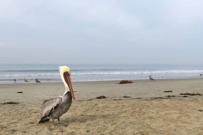 View of birds on beach against sky