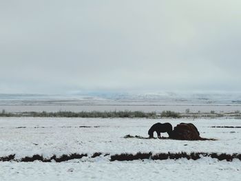 View of horse on snow covered field against sky