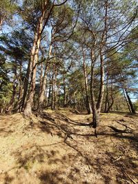 Trees in forest