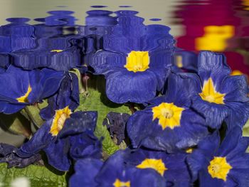 Close-up of purple flowering plants