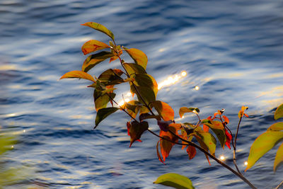 Close-up of yellow leaves during autumn