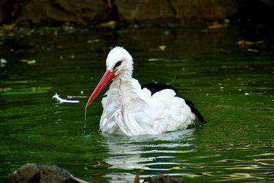 Stork drinking water