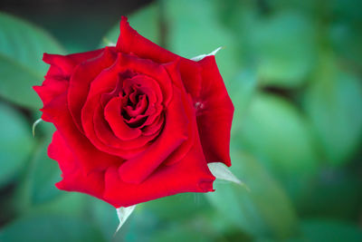 Close-up of red rose