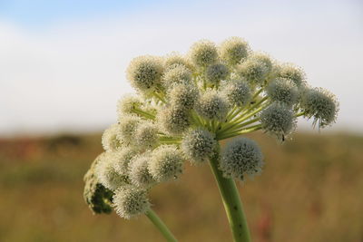 Close-up of flowering plant on field against sky