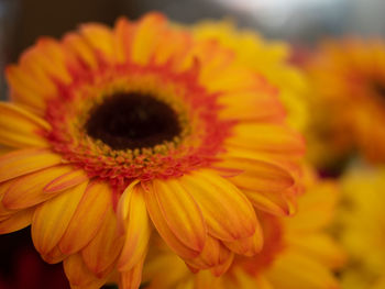 Close-up of yellow flower