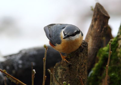 Close-up of bird perching on a tree