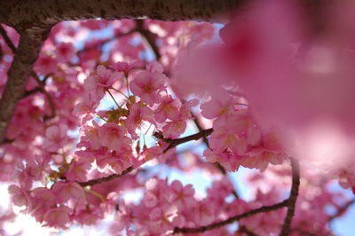 Close-up of pink cherry blossom