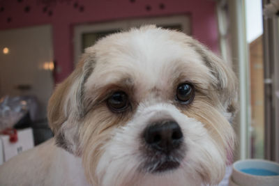 Close-up portrait of dog