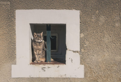 Portrait of a cat sitting on wall