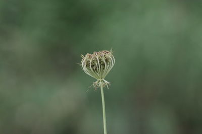 Close-up of wilted plant