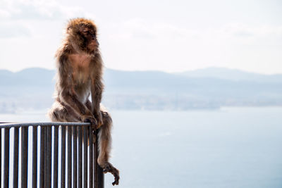 Close-up of monkey on mountain against sky