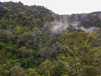 Scenic view of forest against sky