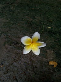 High angle view of yellow flowering plant on land