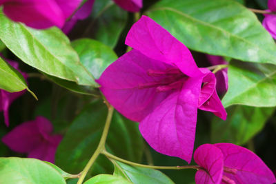 Close-up of pink flowers