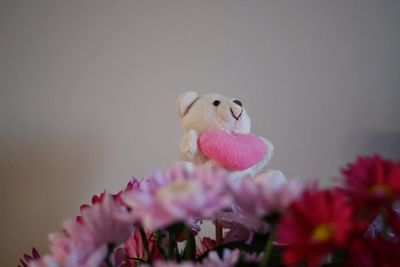 Close-up of pink flowers