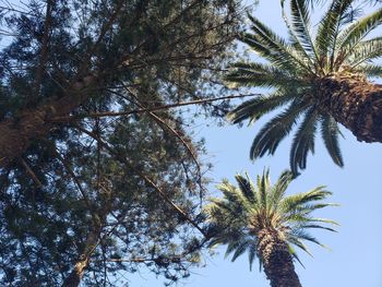 Low angle view of coconut palm tree against clear sky