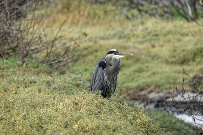 Gray heron perching on a field