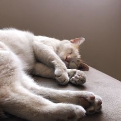 Close-up of cat sleeping