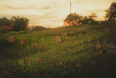 Scenic view of grassy field against sky during sunset