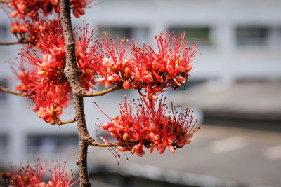 Close-up of red berries on plant