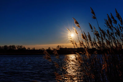 Silhouette plants by lake against sky during sunset