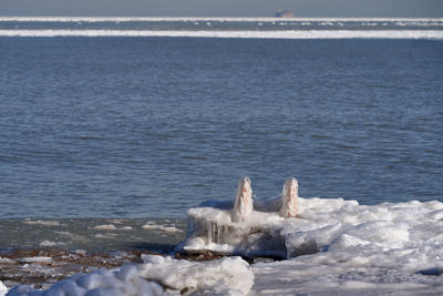 View of birds on beach