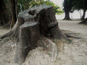 Dead tree on field in forest