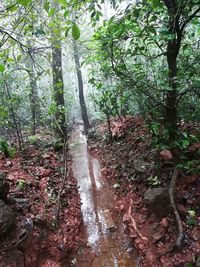 Trees growing in forest