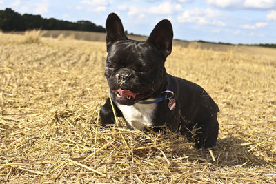 Portrait of black dog sitting on field