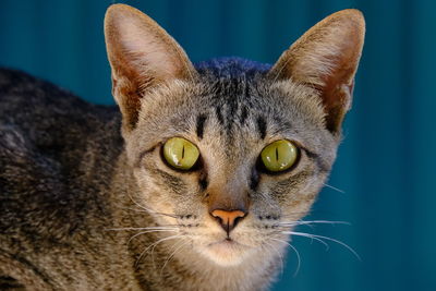 Close-up portrait of cat