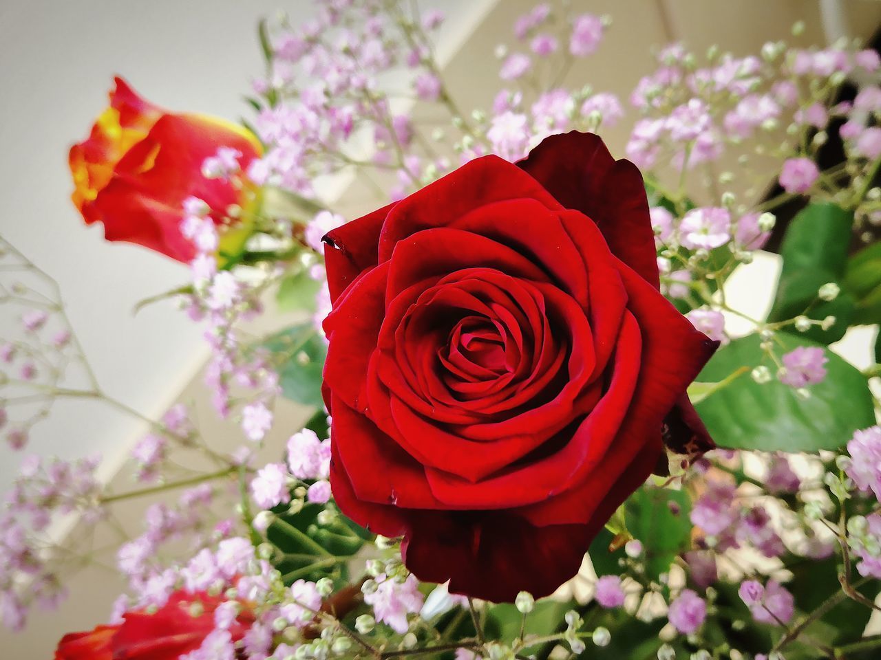 CLOSE-UP OF ROSE WITH RED ROSES