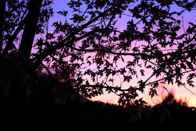 Low angle view of silhouette trees against sky at night