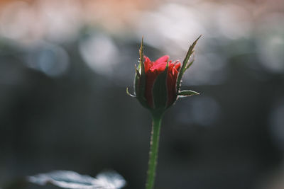 Close-up of red flower buds