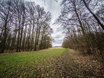 Bare trees on field against sky