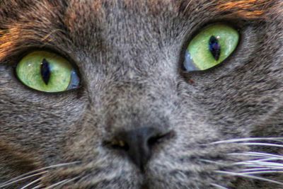 Close-up portrait of a cat
