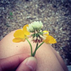 Close-up of cropped hand holding flower