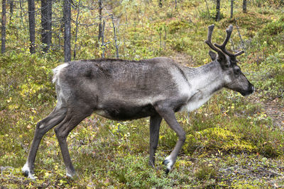 Deer in a forest