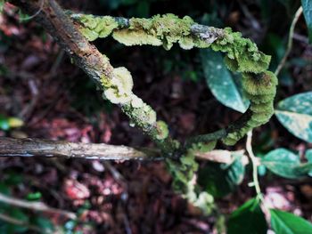 Close-up of lichen on tree