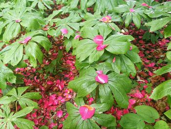 Close-up of pink flowers in garden