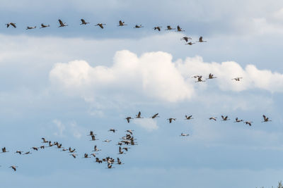 Low angle view of birds flying in sky