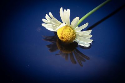 High angle view of white flower on pond