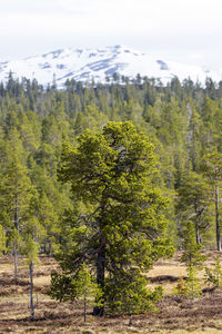 Trees on landscape against sky