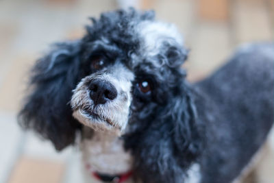 Close-up portrait of dog