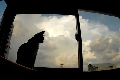 Close-up of cat